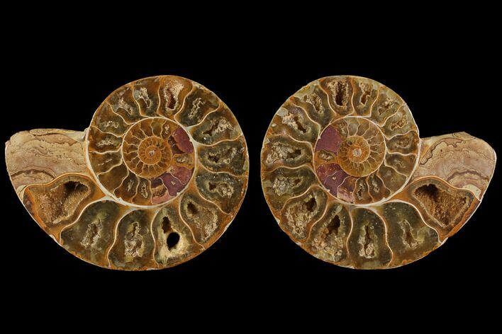 Cut & Polished, Agatized Ammonite Fossil (Pair)- Jurassic #110763